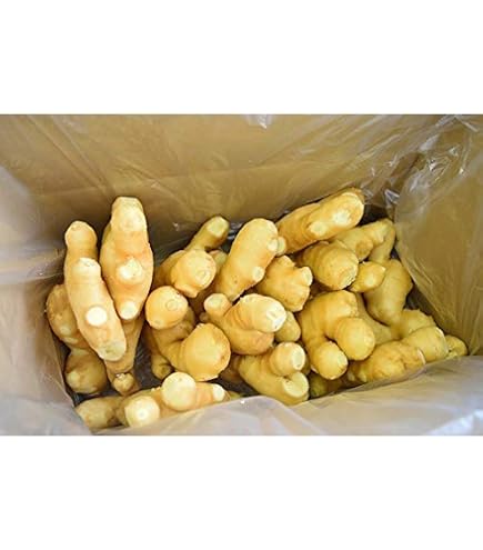 Amazon.co.jp: 食用 中国産 黄金生姜 4kg（近江生姜 黄色） : 食品